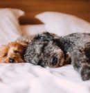 What Stressors Do Pets Experience in a Boarding Kennel?