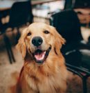 What Are the Established Advantages of Pet Boarding?
