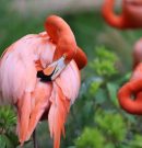 How Bird Feeding Enhances a Community